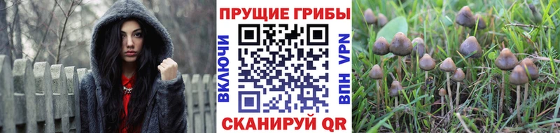 Галлюциногенные грибы прущие грибы Аргун